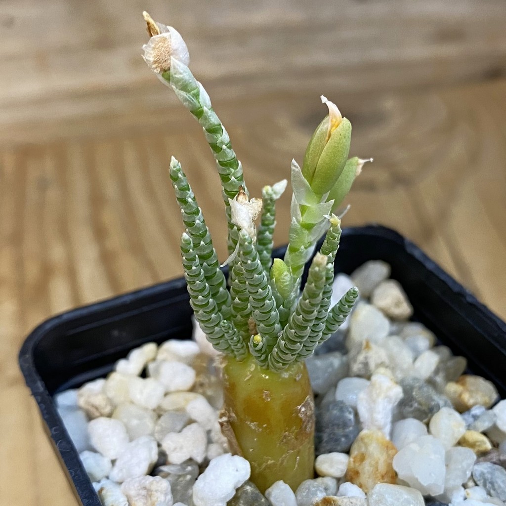 SH39253 Avonia alstonii