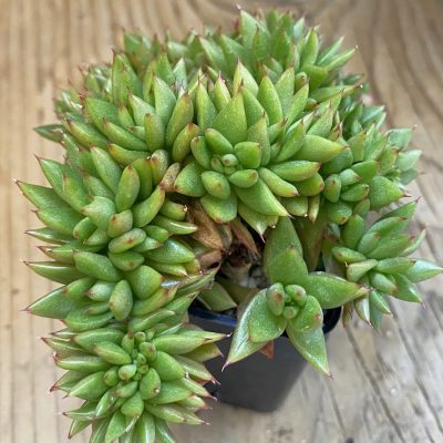 SH39254 Echeveria agavoides f. cristata