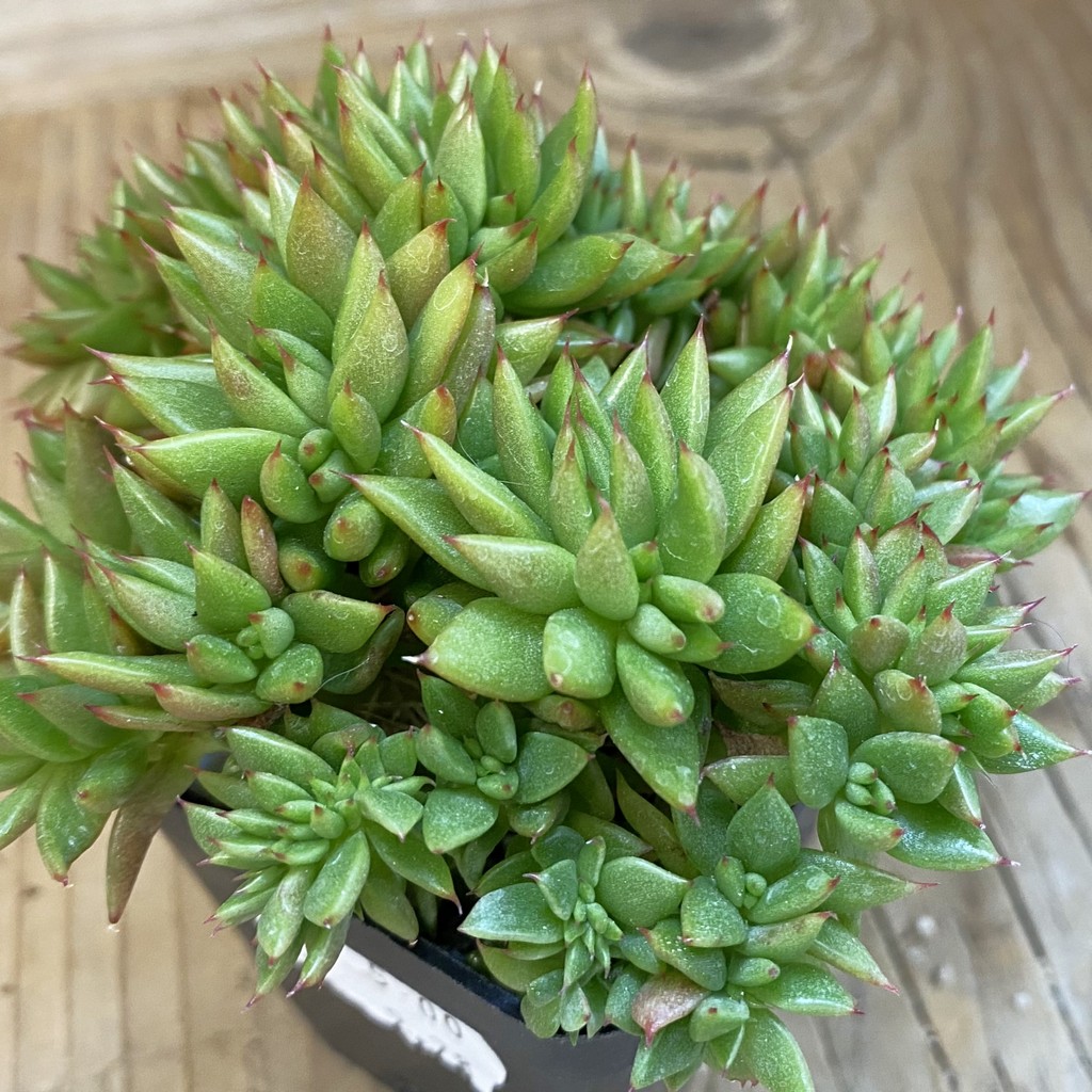 SH39254 Echeveria agavoides f. cristata - Image 2
