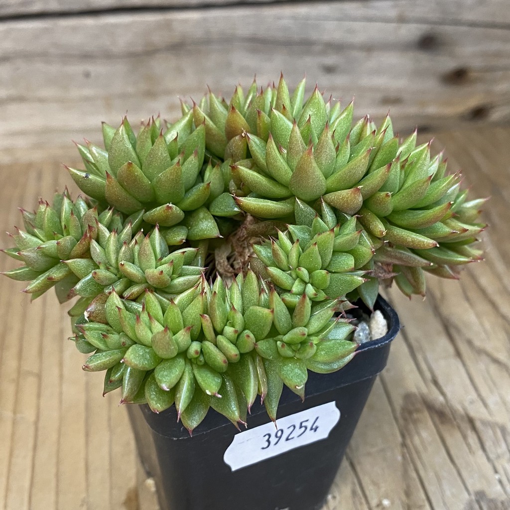 SH39254 Echeveria agavoides f. cristata - Image 3