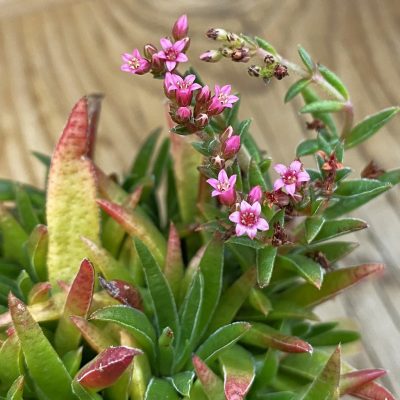 SH39255 Crassula rubicunda