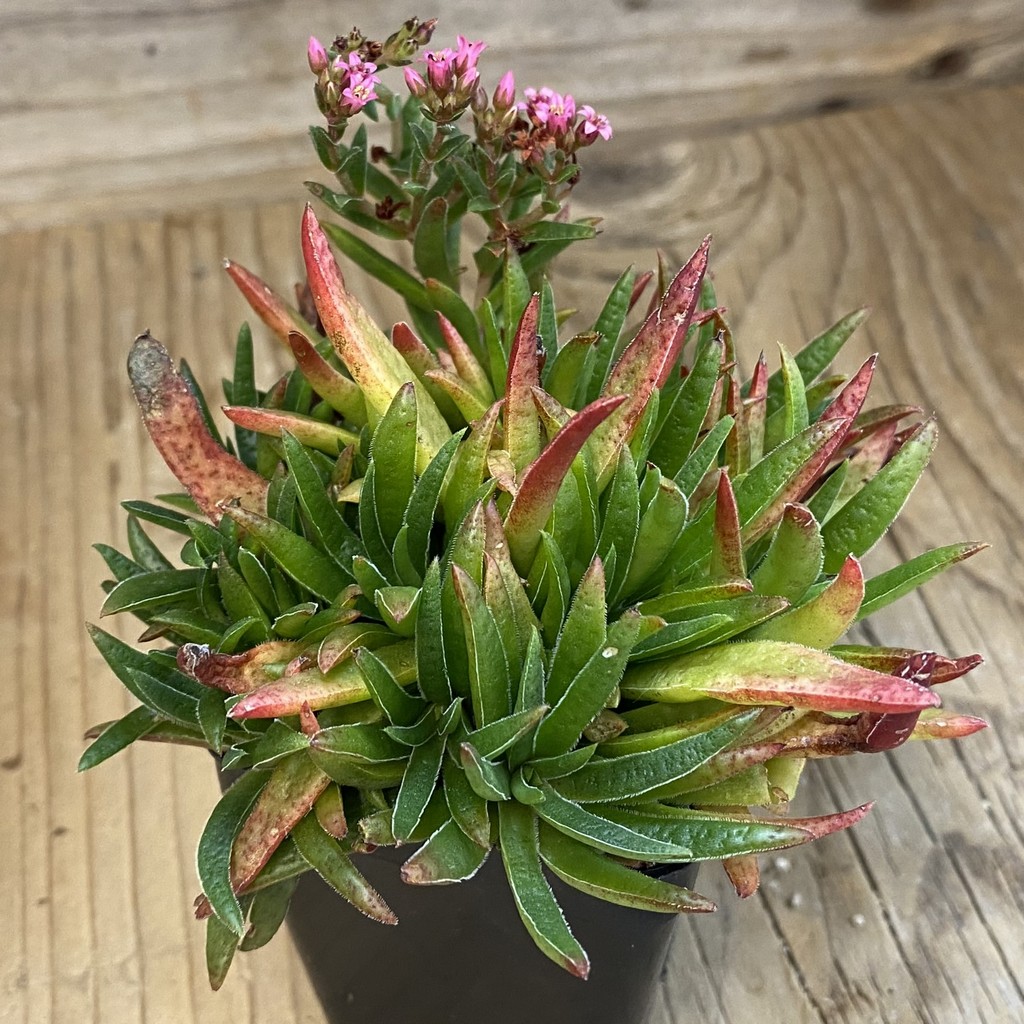 SH39255 Crassula rubicunda - Image 2