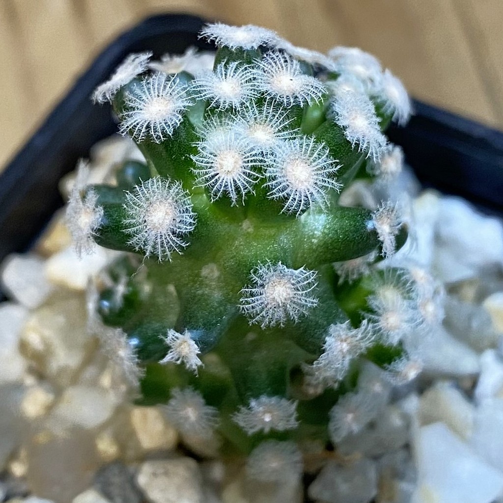 SH39256 Mammillaria theresae v. minima GCG 12504