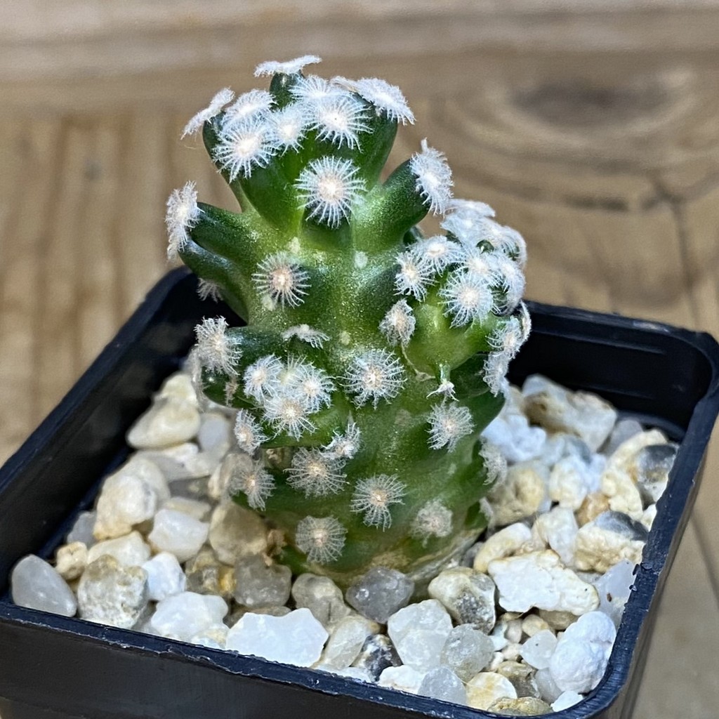 SH39256 Mammillaria theresae v. minima GCG 12504 - Image 2