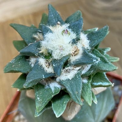 SH39187 Ariocarpus scapharostrus x kotschoubeyanus, grafted