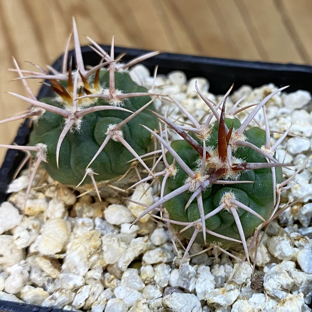 SH39259 Gymnocalycium aff. guanchinense, 2 plants - Image 2