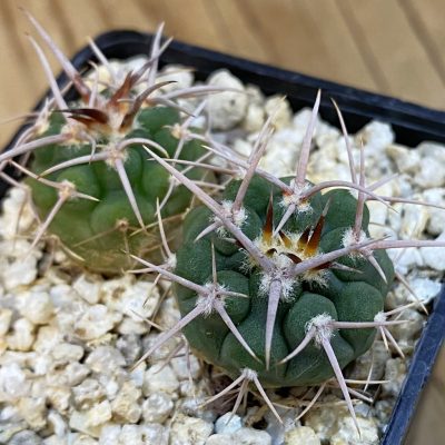 SH39259 Gymnocalycium aff. guanchinense, 2 plants