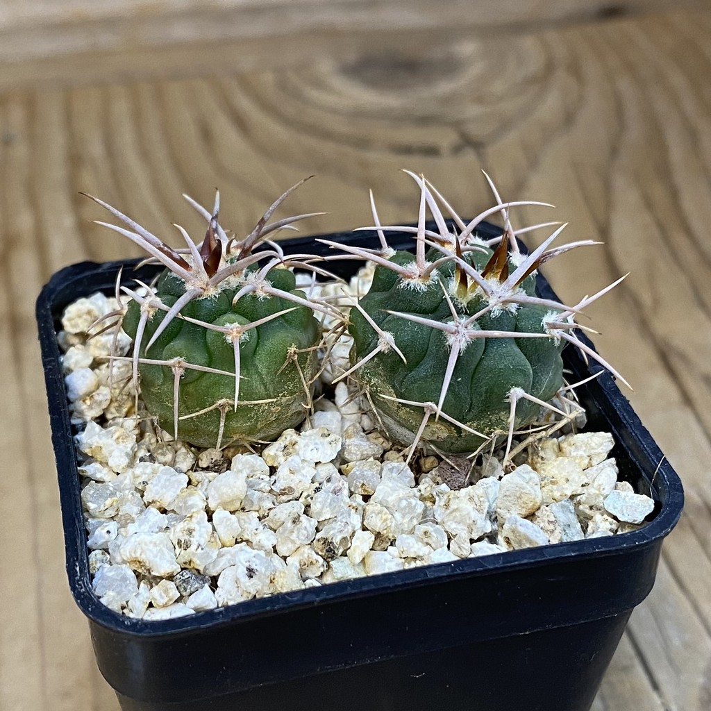 SH39259 Gymnocalycium aff. guanchinense, 2 plants - Image 3