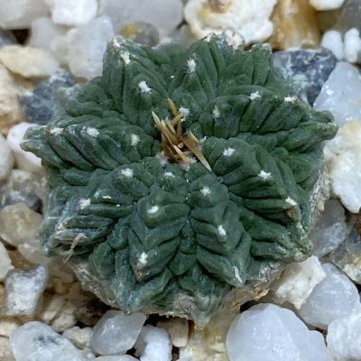 SH39260 Aztekium ritteri VM 619, seedling