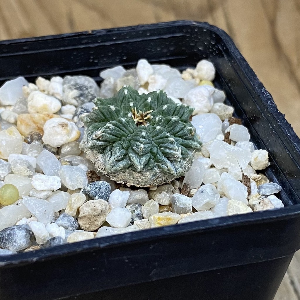 SH39260 Aztekium ritteri VM 619, seedling - Image 2