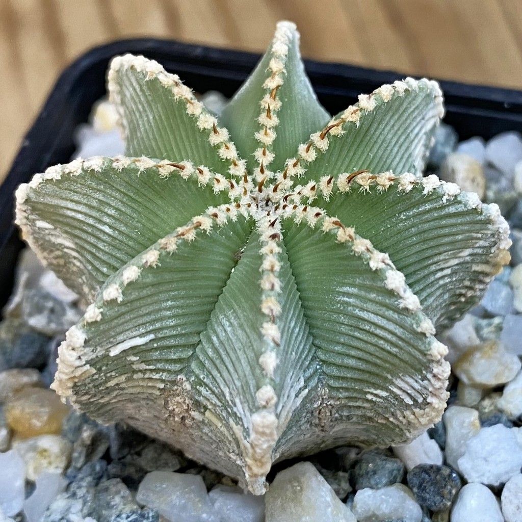 SH39261 Aztekium hintonii GCG 9763, seedling