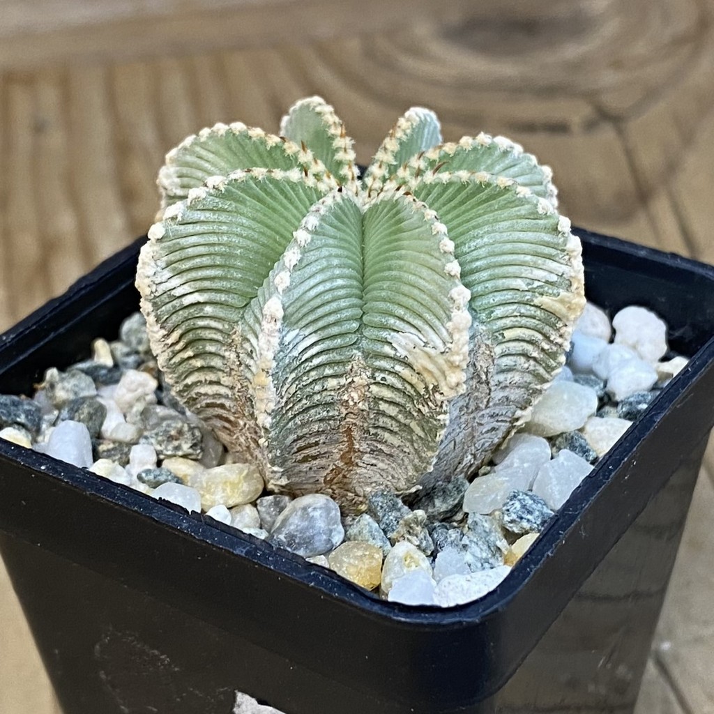 SH39261 Aztekium hintonii GCG 9763, seedling - Image 2
