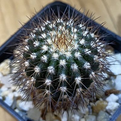 SH39262 Uebelmannia pectinifera, seedling, own roots