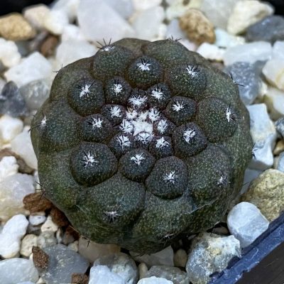 SH39263 Copiapoa hypogaea -Balneario Portofino-