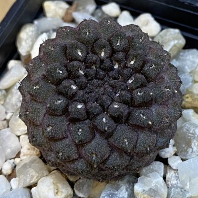 SH39264 Thelocephala esmeraldana PV1935