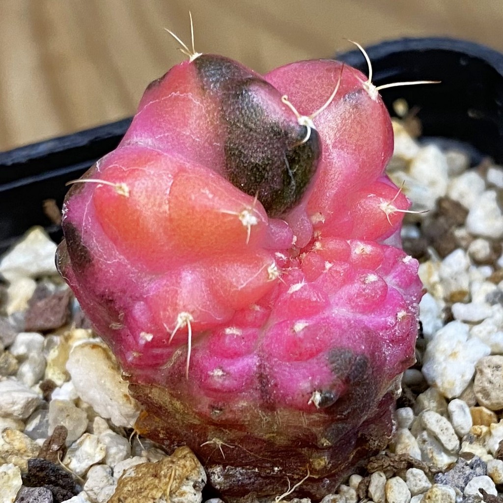 SH39266 Gymnocalycium mihanovichii ‘Neon’ f. monstrosa - Image 2