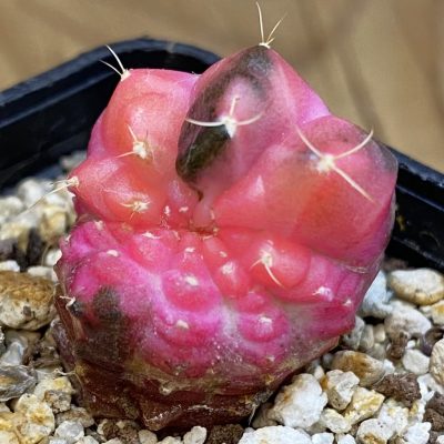 SH39266 Gymnocalycium mihanovichii ‘Neon’ f. monstrosa