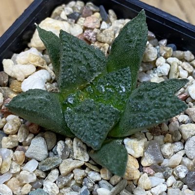 SH39188 Ariocarpus fissuratus ‘Godzilla’ hybrid, seedling