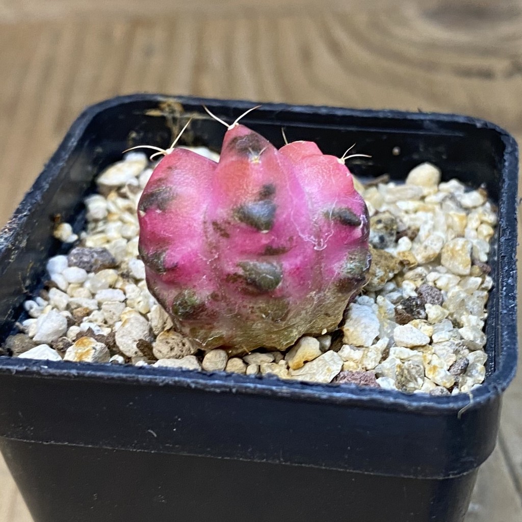 SH39266 Gymnocalycium mihanovichii ‘Neon’ f. monstrosa - Image 3
