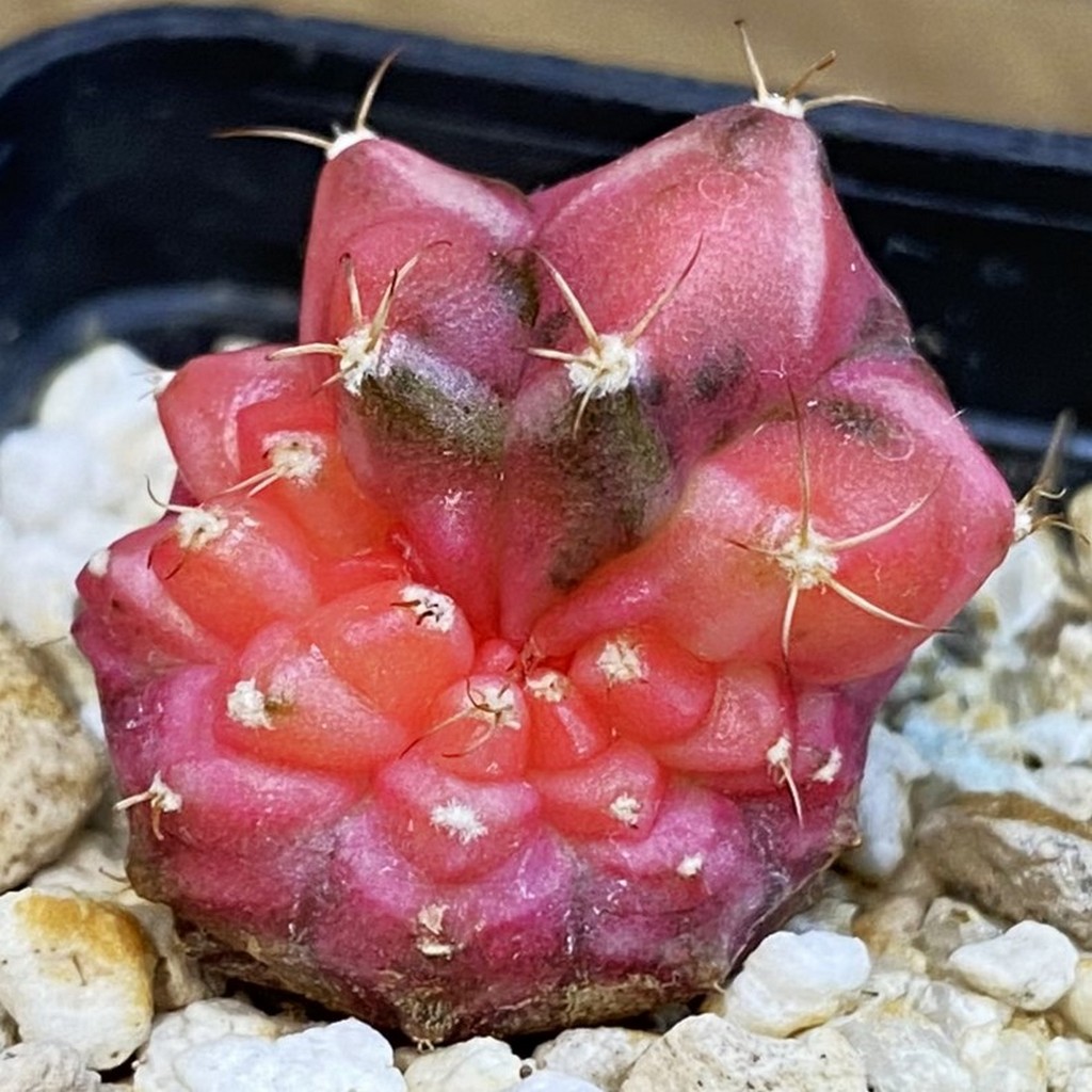 SH39267 Gymnocalycium mihanovichii ‘Neon’ f. monstrosa