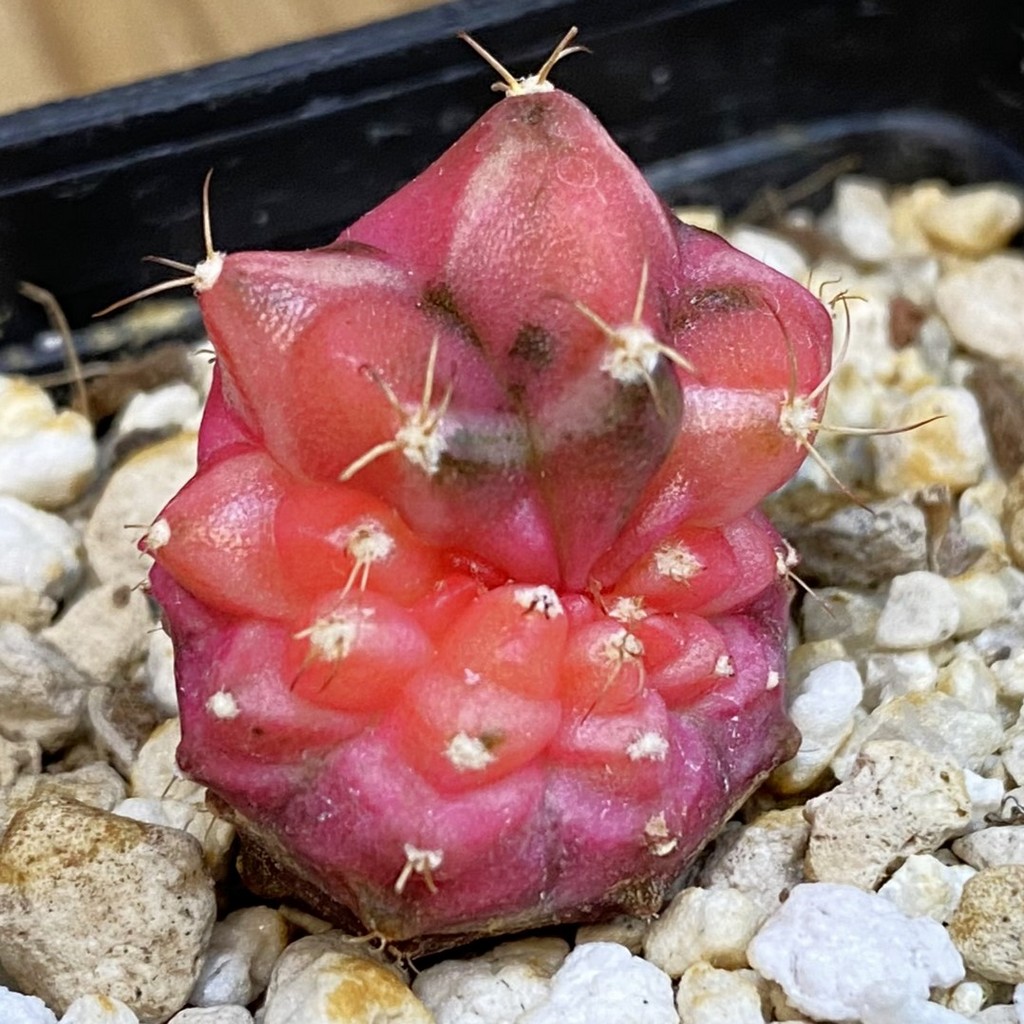 SH39267 Gymnocalycium mihanovichii ‘Neon’ f. monstrosa - Image 2