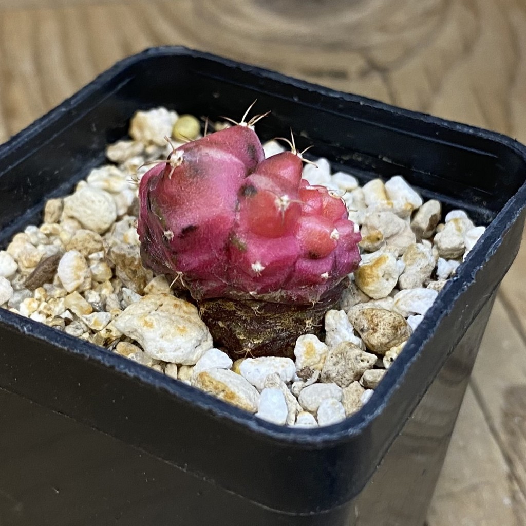 SH39267 Gymnocalycium mihanovichii ‘Neon’ f. monstrosa - Image 3