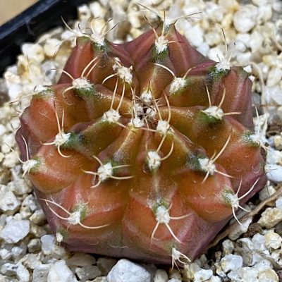 SH39268 Gymnocalycium mihanovichii ‘Neon’ hybrid