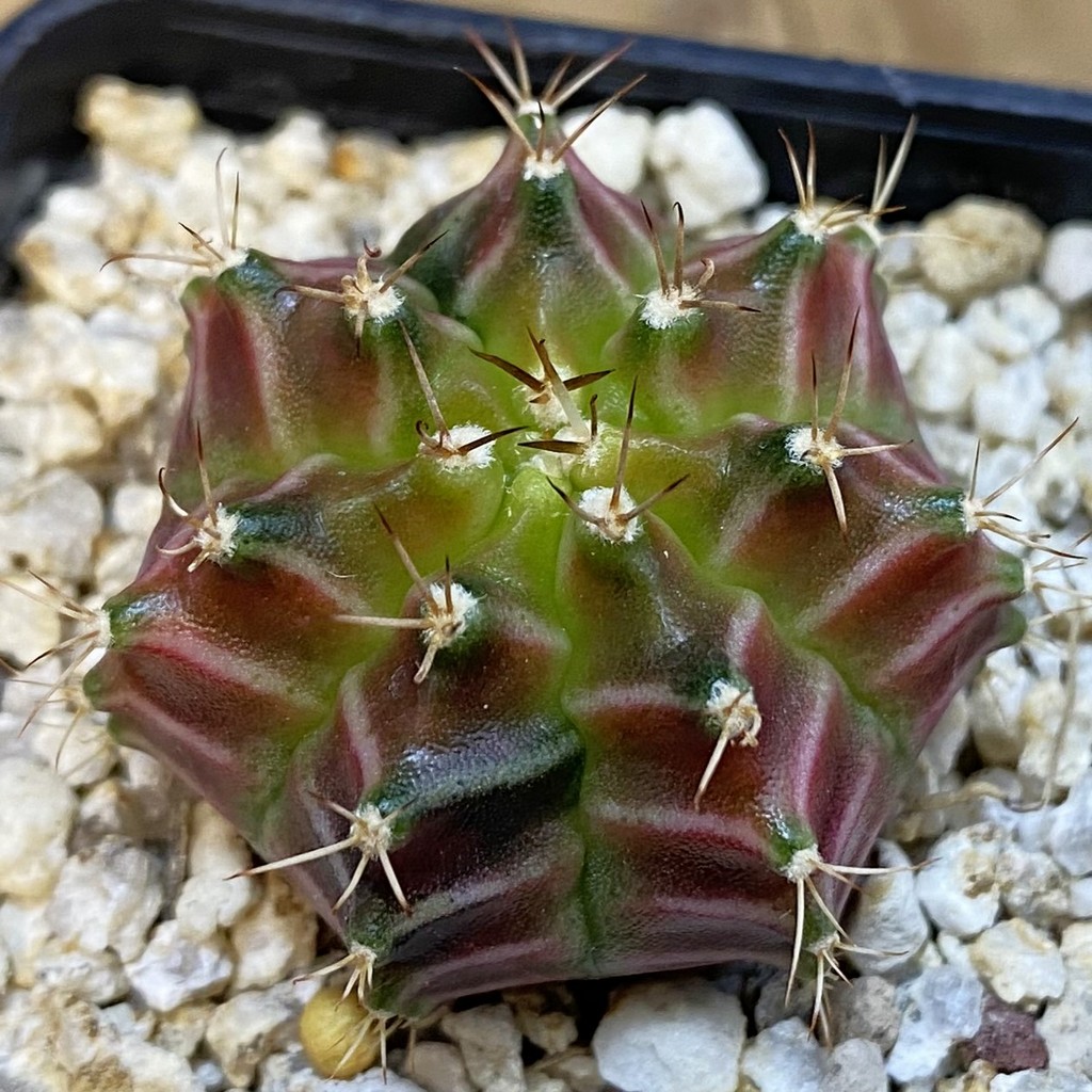 SH39269 Gymnocalycium mihanovichii ‘Neon’ hybrid