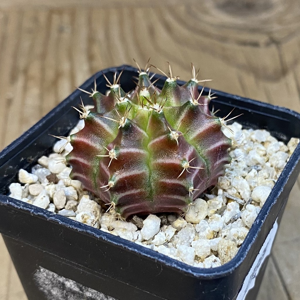 SH39269 Gymnocalycium mihanovichii ‘Neon’ hybrid - Image 2