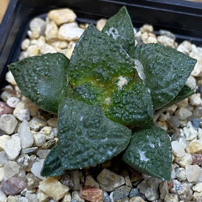SH39189 Ariocarpus fissuratus ‘Godzilla’ hybrid, seedling