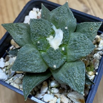 SH39190 Ariocarpus fissuratus 'Godzilla' hybrid, seedling