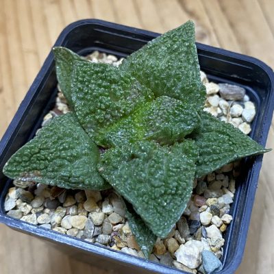 SH39191 Ariocarpus fissuratus 'Godzilla' hybrid, seedling