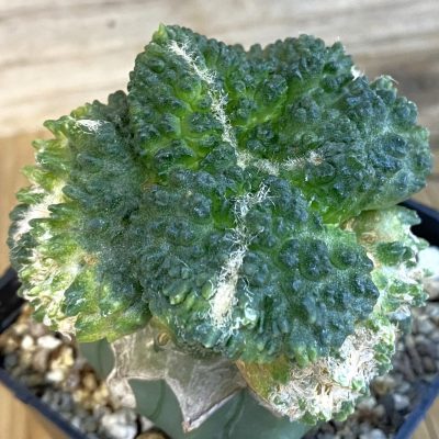 SH39192 Ariocarpus fissuratus ‘Godzilla’ f. variegata, grafted