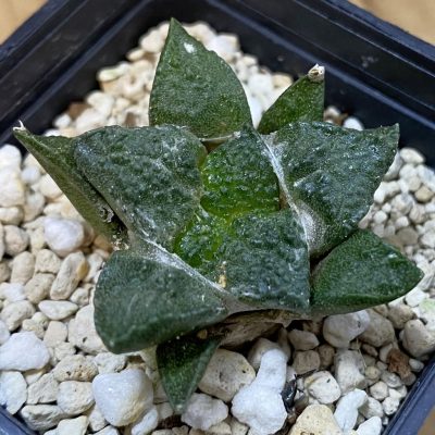 SH39193 Ariocarpus lloydii x ‘Godzilla’, own roots