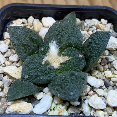 SH39194 Ariocarpus fissuratus 'Godzilla' hybrid, seedling