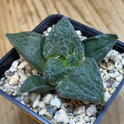 SH39195 Ariocarpus fissuratus ‘Godzilla’ hybrid, seedling
