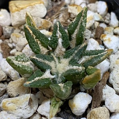 SH39181 Ariocarpus kotschoubeyanus hybrid, seedling, own roots