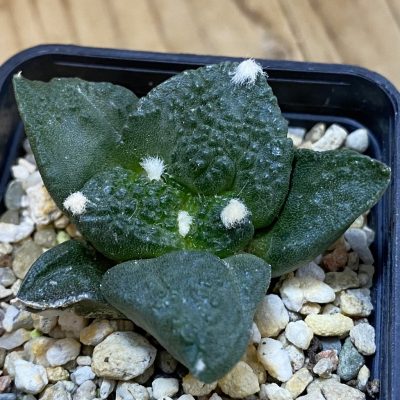 SH39196 Ariocarpus fissuratus ‘Godzilla’ hybrid, seedling