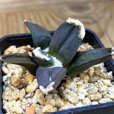 SH39197 Ariocarpus retusus ‘Three Finger’, own roots seedling
