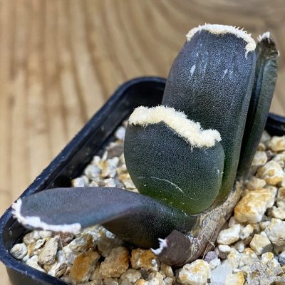 SH39198 Ariocarpus retusus ‘Three Finger’, own roots seedling