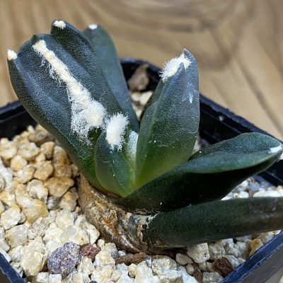 SH39199 Ariocarpus retusus ‘Three Finger’, own roots seedling