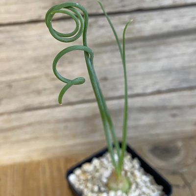 SH39200 Albuca spiralis