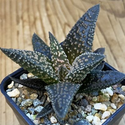 SH39201 Haworthia minima x 'Kintaikyo'