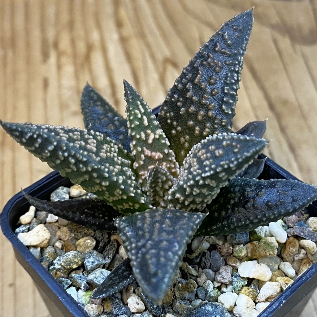 SH39201 Haworthia minima x 'Kintaikyo'