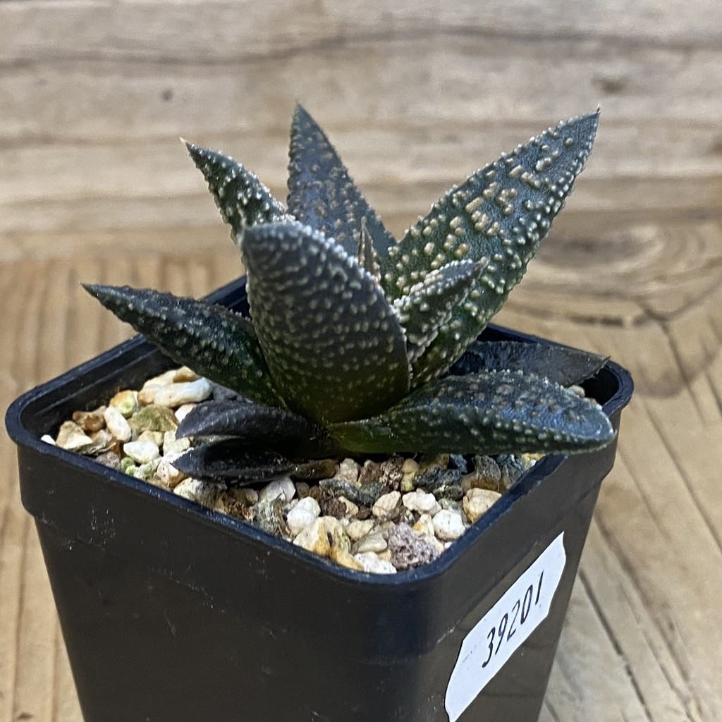 SH39201 Haworthia minima x 'Kintaikyo' – Bild 2