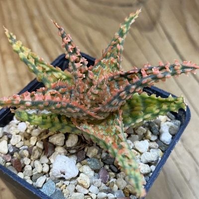 SH39202 Aloe TCT hybrid
