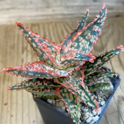 SH39203 Aloe TCT hybrid