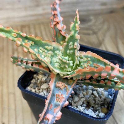 SH39204 Aloe TCT hybrid
