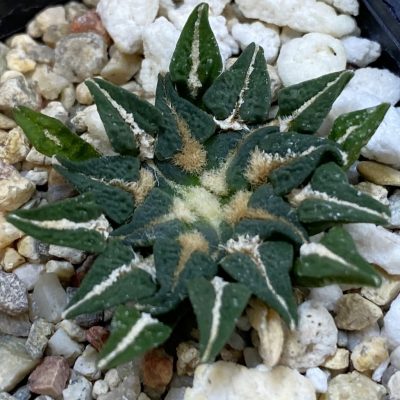 SH39182 Ariocarpus kotschoubeyanus hybrid, seedling, own roots