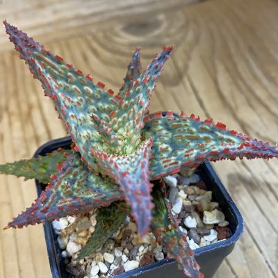 SH39205 Aloe TCT hybrid